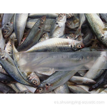 Mackerel de caballos congelados Precio competitivo de pescado redondo